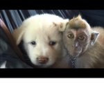 i love monkeys and dogs
