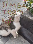 Simba team kat