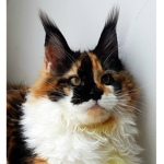 Friendly fur’s