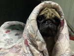 Pug Poggers