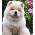 Chow chow chill
