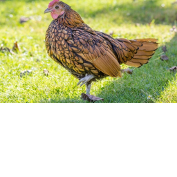 goodbye silkie the bantam
