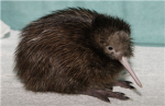i love kiwi