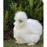 Chickensarecool group