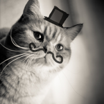 Mr.cat forever