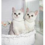 Kittens Yay