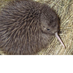 Kiwi bird fruit