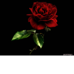 La Rose Café™