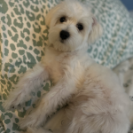 Join this group with your dog