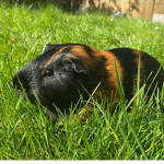 Guinea pig family :)