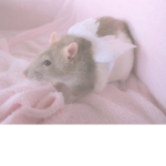 peaceful rats
