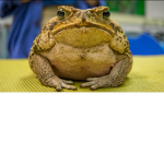 Toad's UNITED