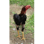 chicken mcd