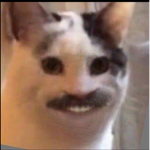 KittyCornSquad