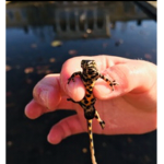 Watersnake