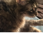 Emi join if you think cats are cute