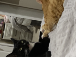 tjlgskvk