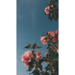 midnight.aesthetic
