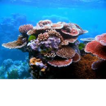 Coral Deep Clothing