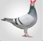 POWERFUL PIGEONS