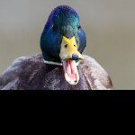 Ohio Detention Centre