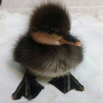 UgIy Ducklings