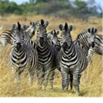 Zebra #######