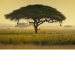 Acacia trees