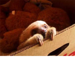 Team Sloth Supporters