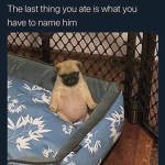 Offical Doggy power