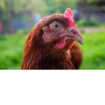 The Best Chicken People!