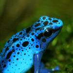 The Frog Army Group