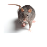 Lovely stinky rats
