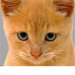 Kittie Lovers