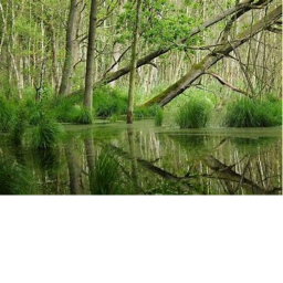Just a boring swamp