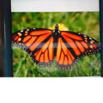 Butterfly's 2.0