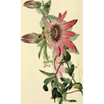 Saint Lucy Charity