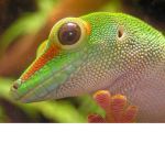 Gecko nation
