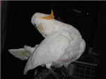bird fan club