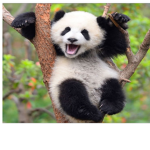 Help Save The Panda's