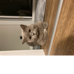 kitten #####