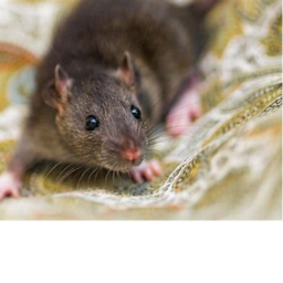 RAT HIDEOUT