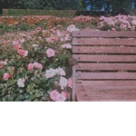 Olivia's Rose Garden