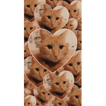 Chat trop mignon