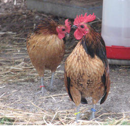 chicken rpg game