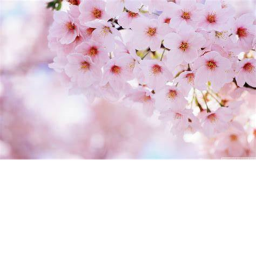 Sakura Obby![kinda small tho]