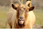 Goat Castle