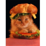 cat burger