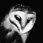 •Owls•