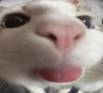 Jiaqibububear